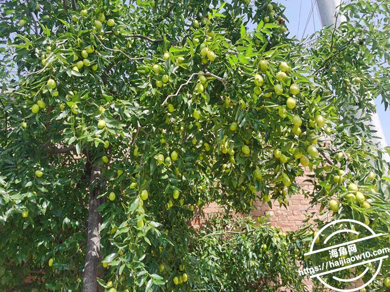 勾引亲弟弟跟弟弟回老家3